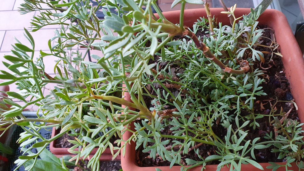 Annexe Crithmum_maritimum (2).jpg