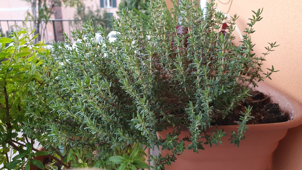 Annexe Thymus_vulgaris.jpg