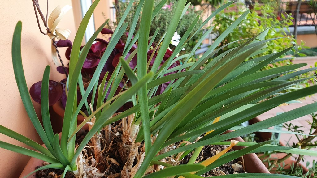 Annexe Tulbaghia_violacea.jpg