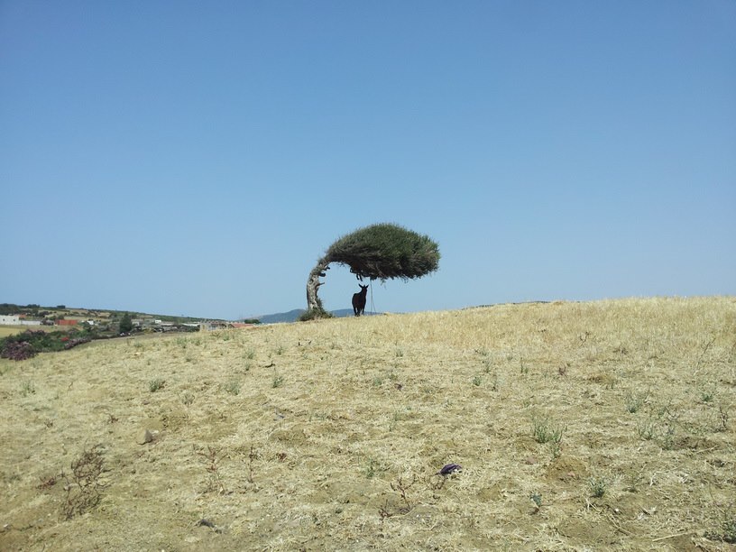 Annexe Olivier et ane - Sidi mechreg - 2012.jpg