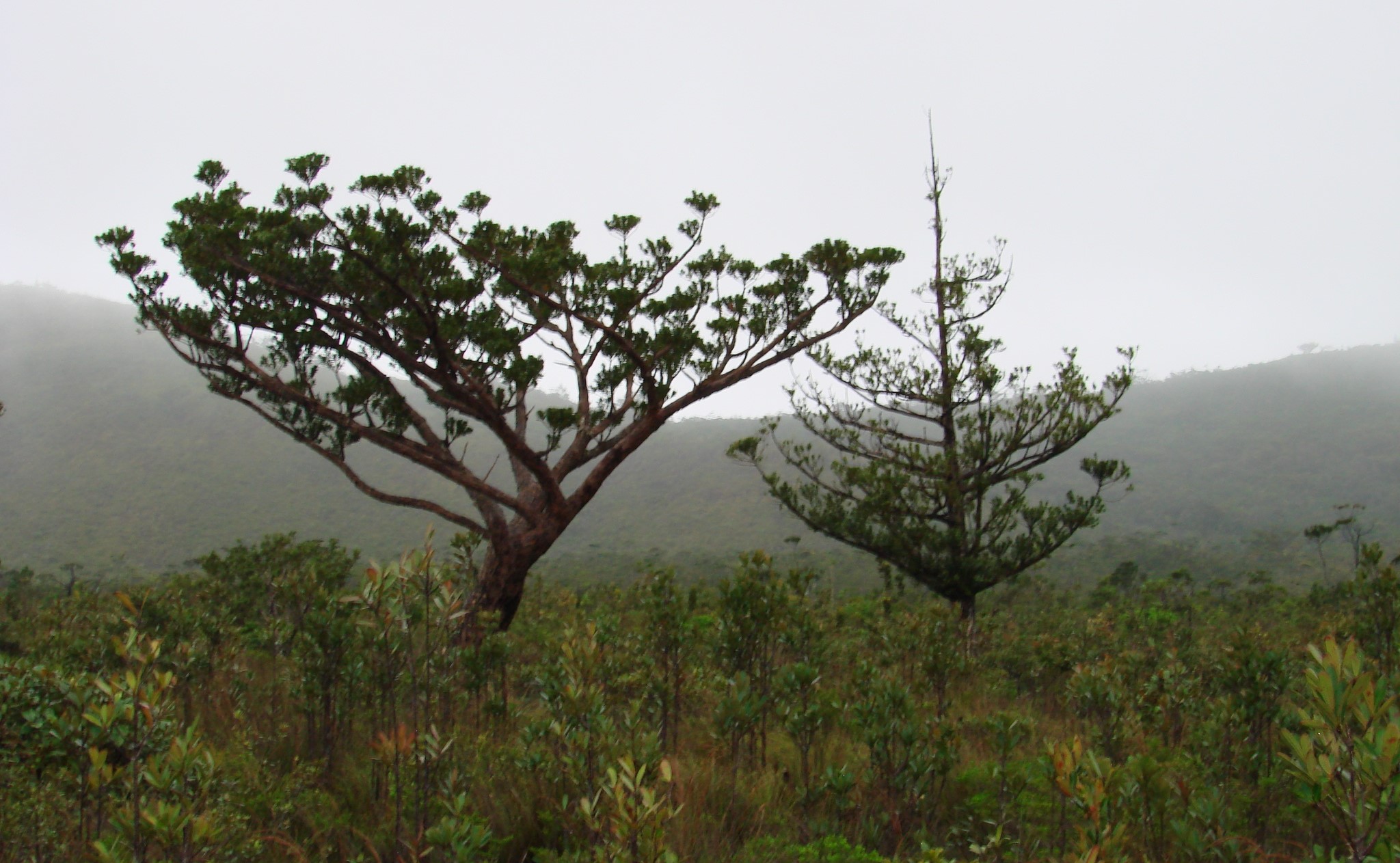 Annexe agathis ovata.jpg