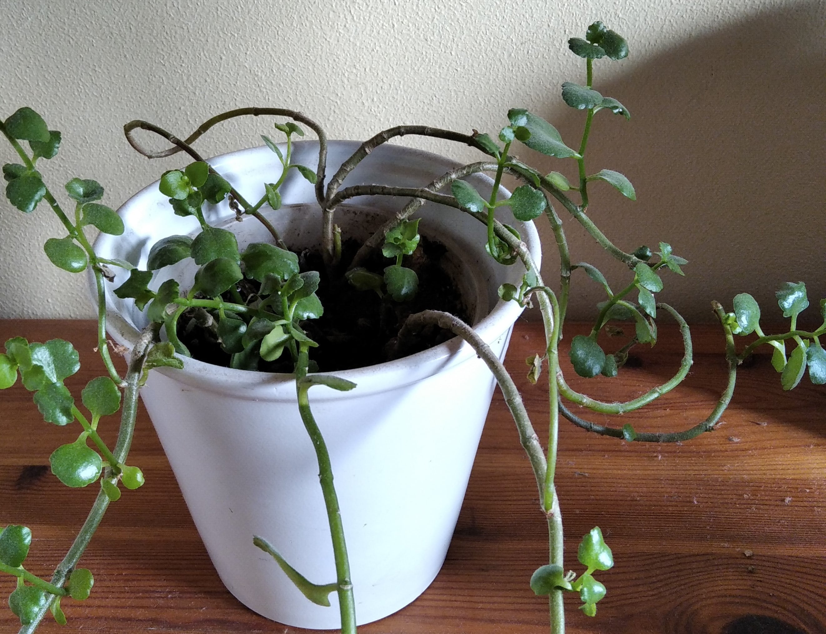 Annexe Kalanchoe 1.jpg