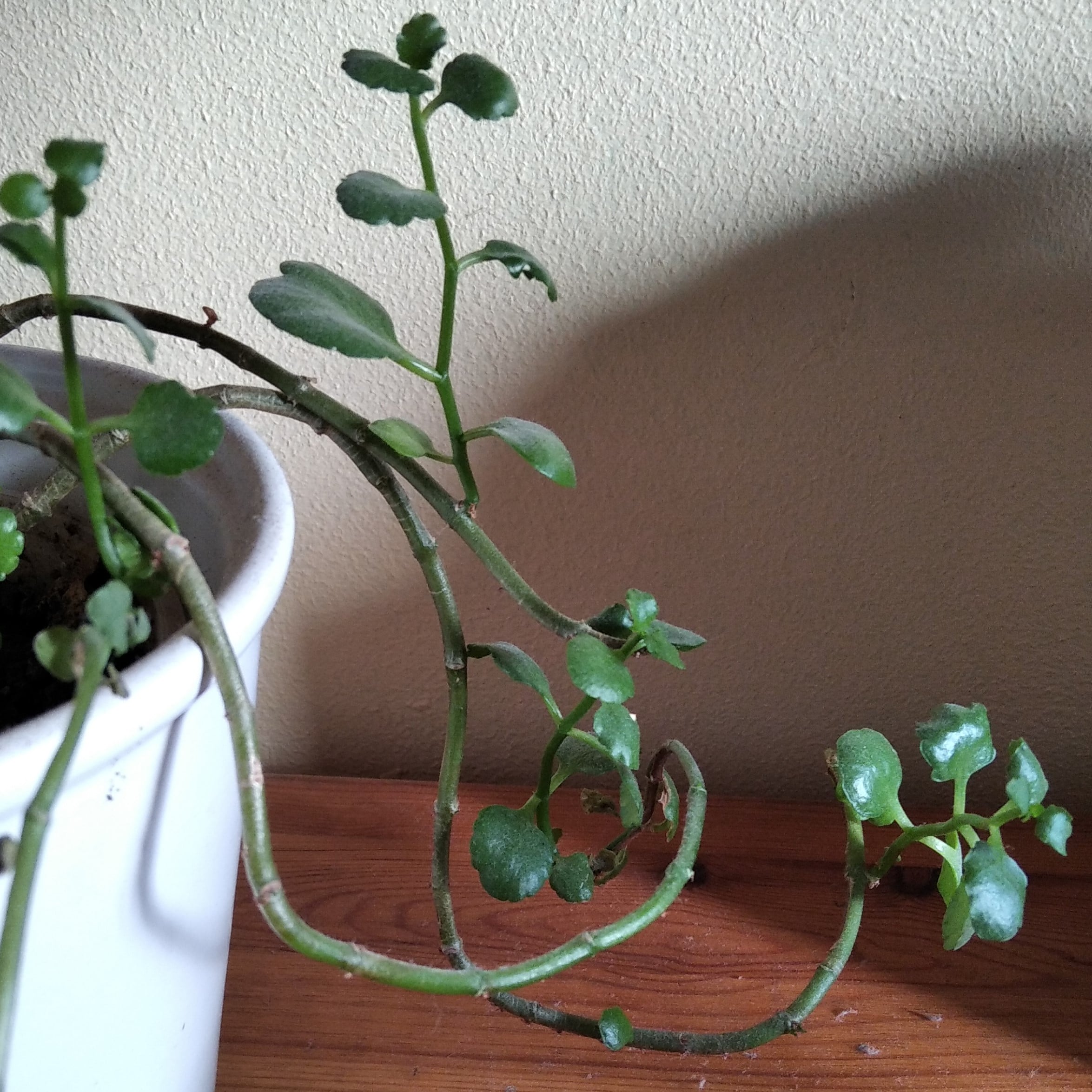 Annexe Kalanchoe 2.jpg