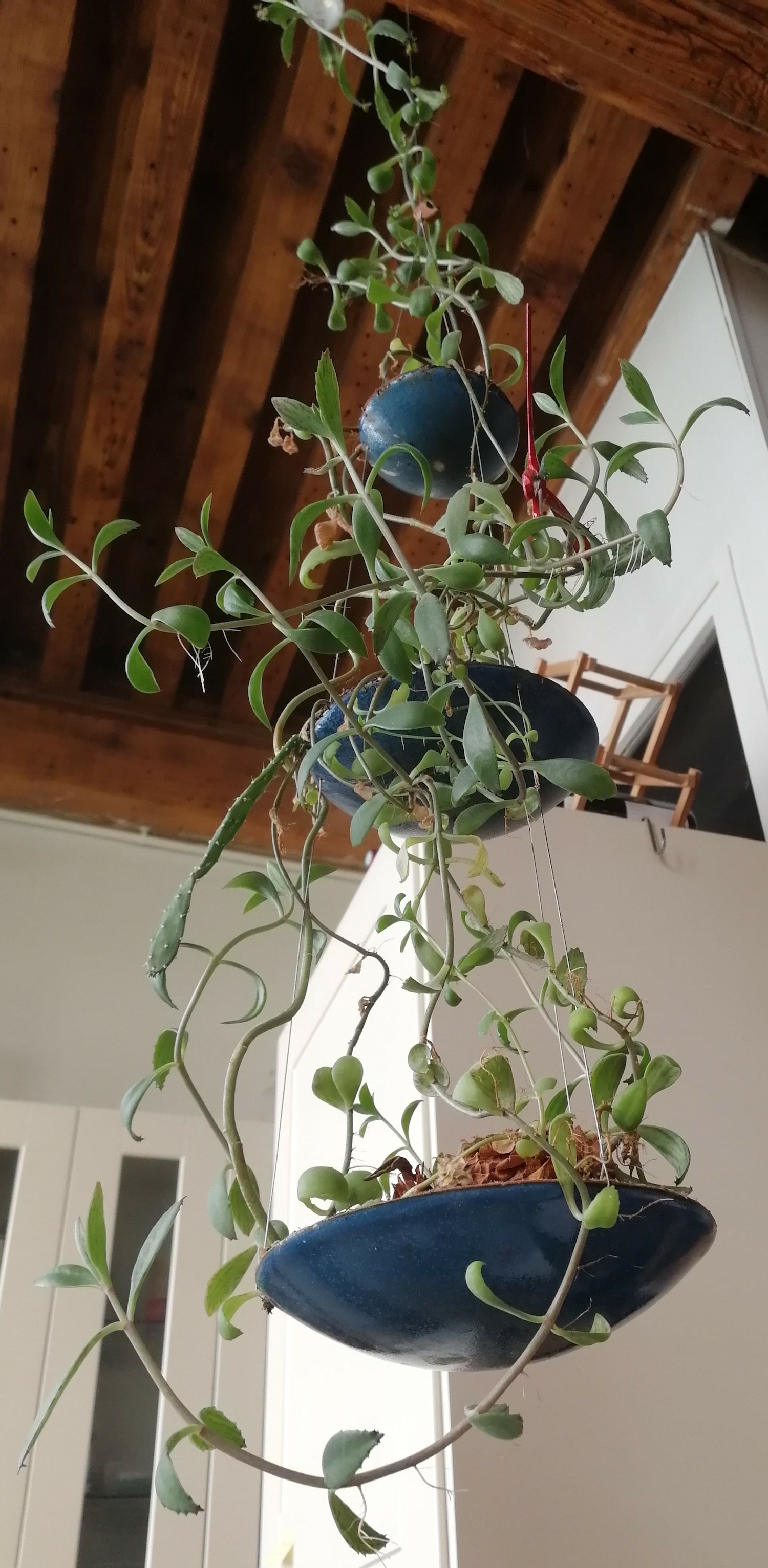 Annexe KalanchoeGrimpante.jpg