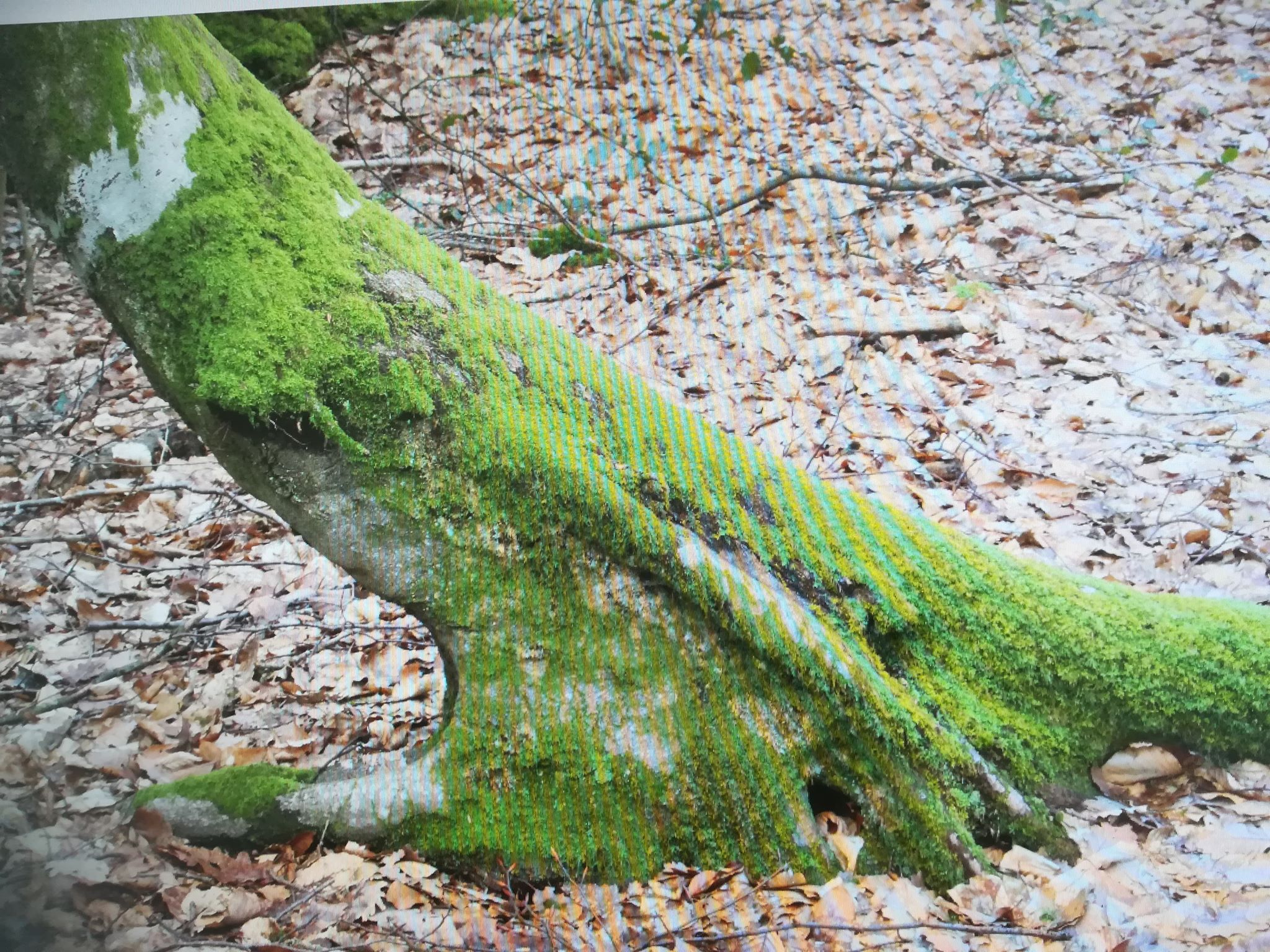 Annexe 92575960_246141486433503_2646254261599469568_n.jpg