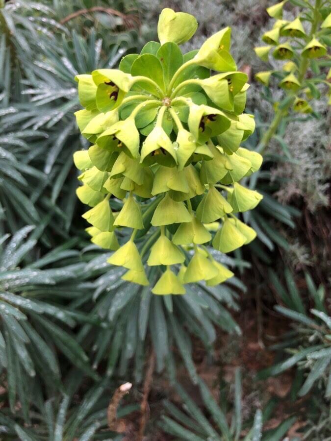 Annexe Euphorbe des vallons.jpg