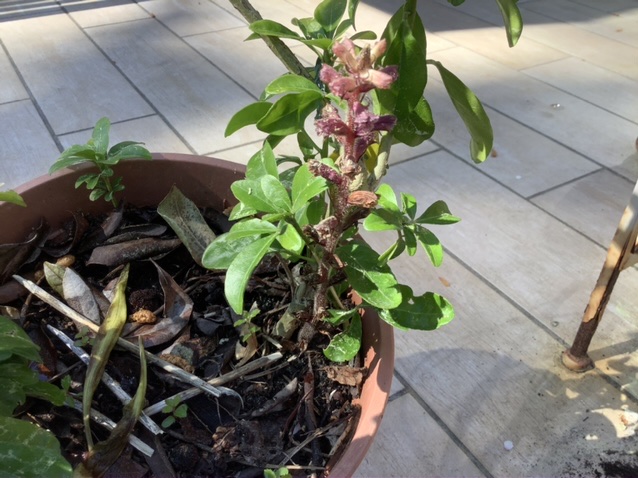 Annexe 34083165-A098-4CD9-B10E-0C5A7C01DDDA.jpeg