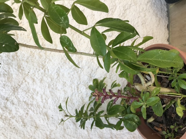 Annexe DFFBE4E7-2DDC-4AEA-B854-61EE4A4FEE33.jpeg