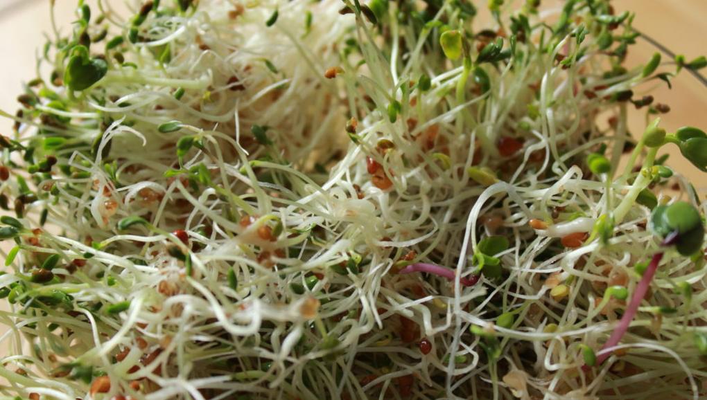 Annexe graines germées...jpg