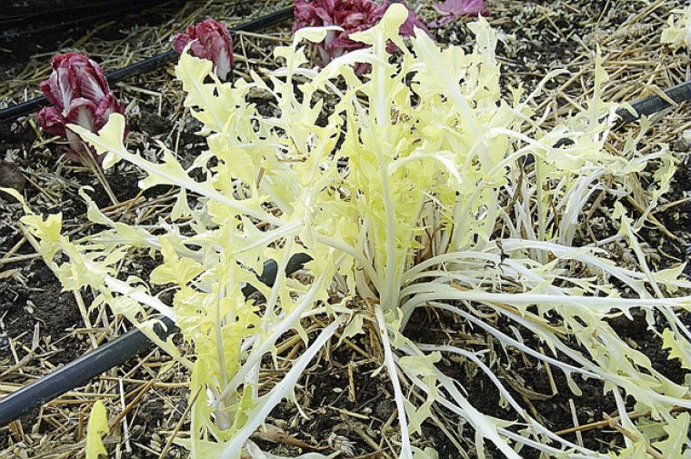 Annexe reussir.fr.jpg