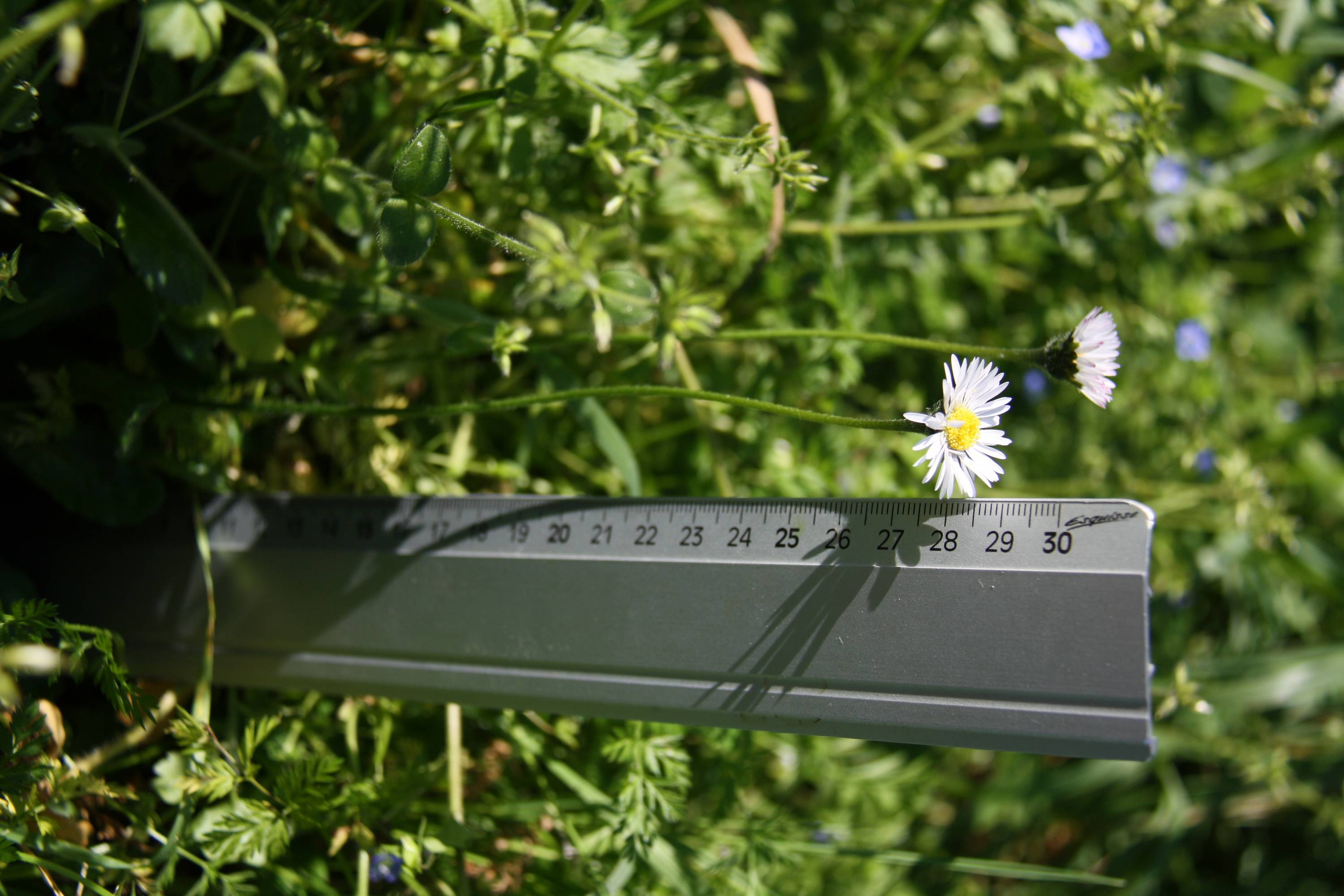 Annexe IMG_1717-1mo.JPG