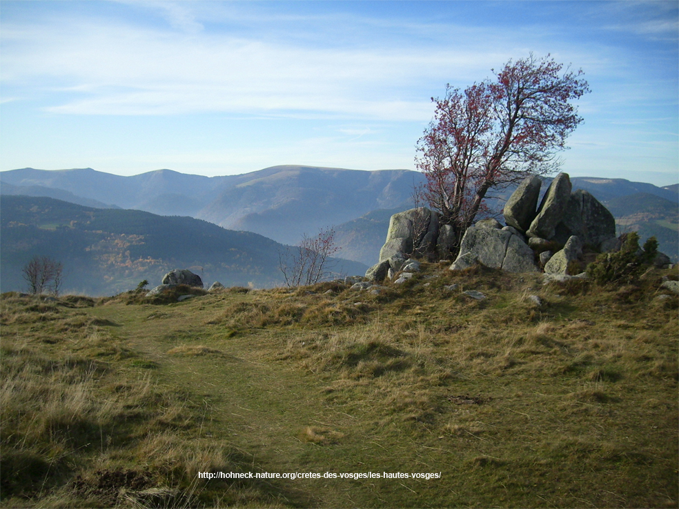 Annexe arbres déformés par le vent sur le hohneck.jpg