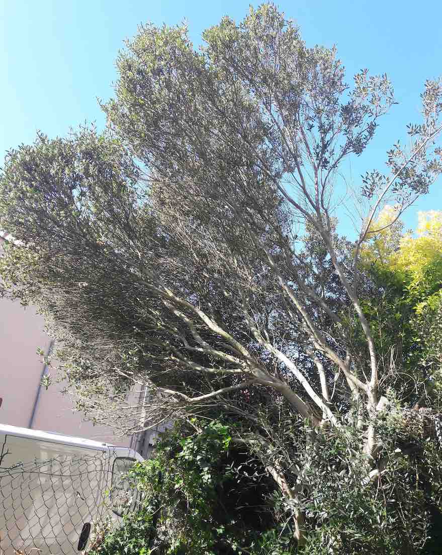 Annexe Phillyrea.jpg