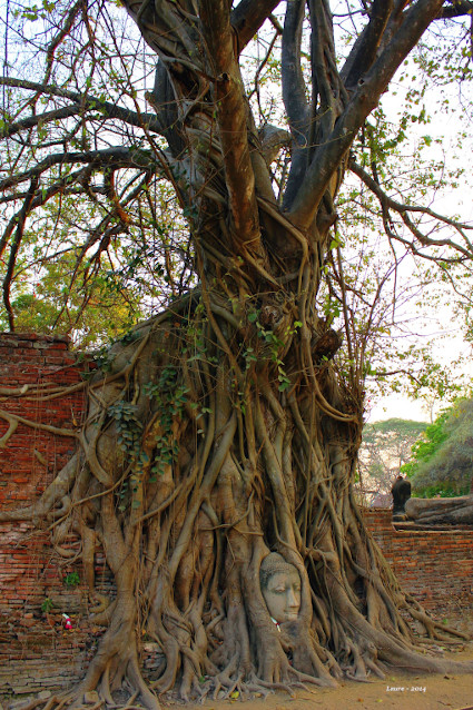 Annexe ayuttahia_pipal.jpg