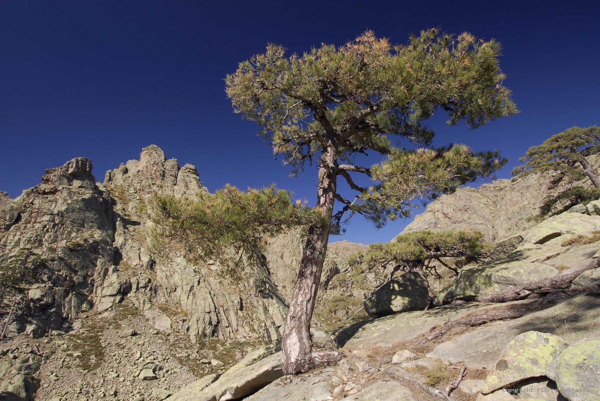 Annexe pin laricio.jpg