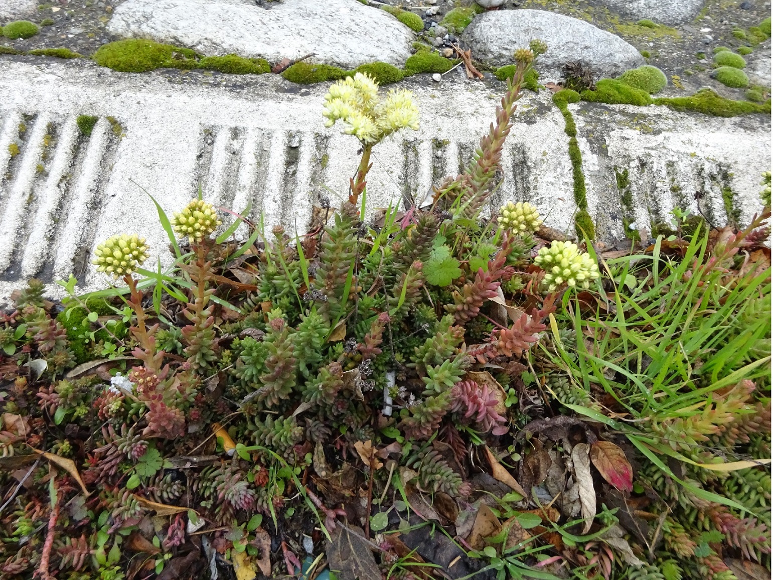 Annexe Sedum sediforme 7 - Orpin de Nice - CRASSULACEAE.JPG
