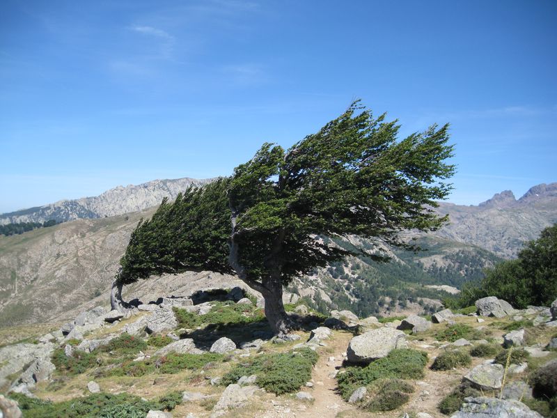 Annexe Arbre modifié par le vent GR 20.JPG