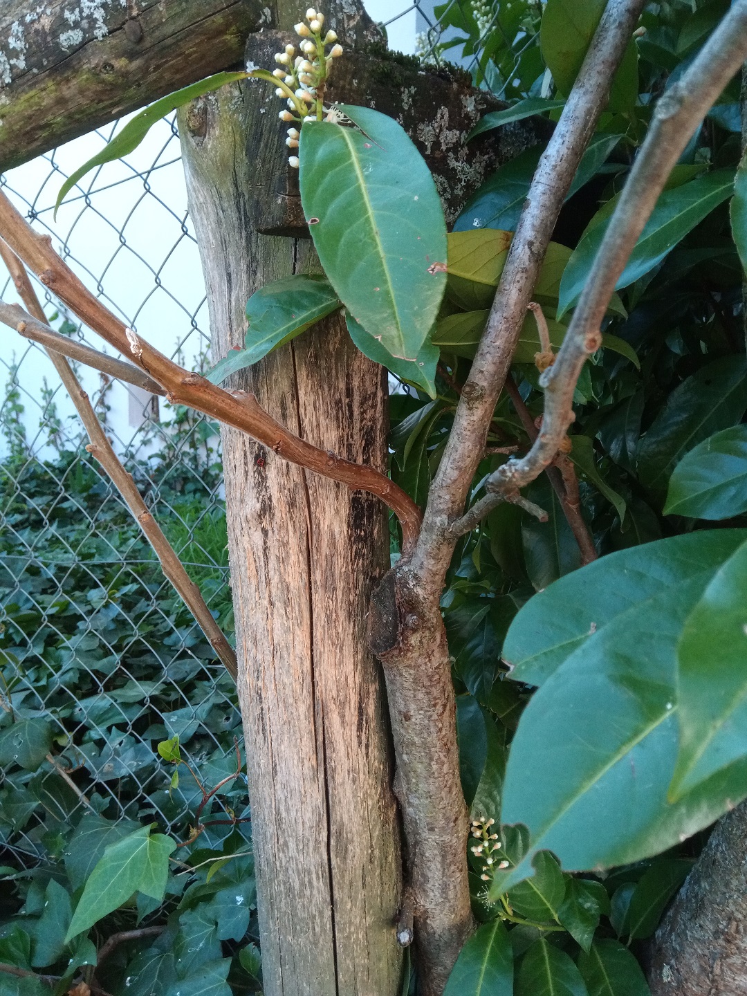 Annexe IMG_20200409_154559;PT.jpg