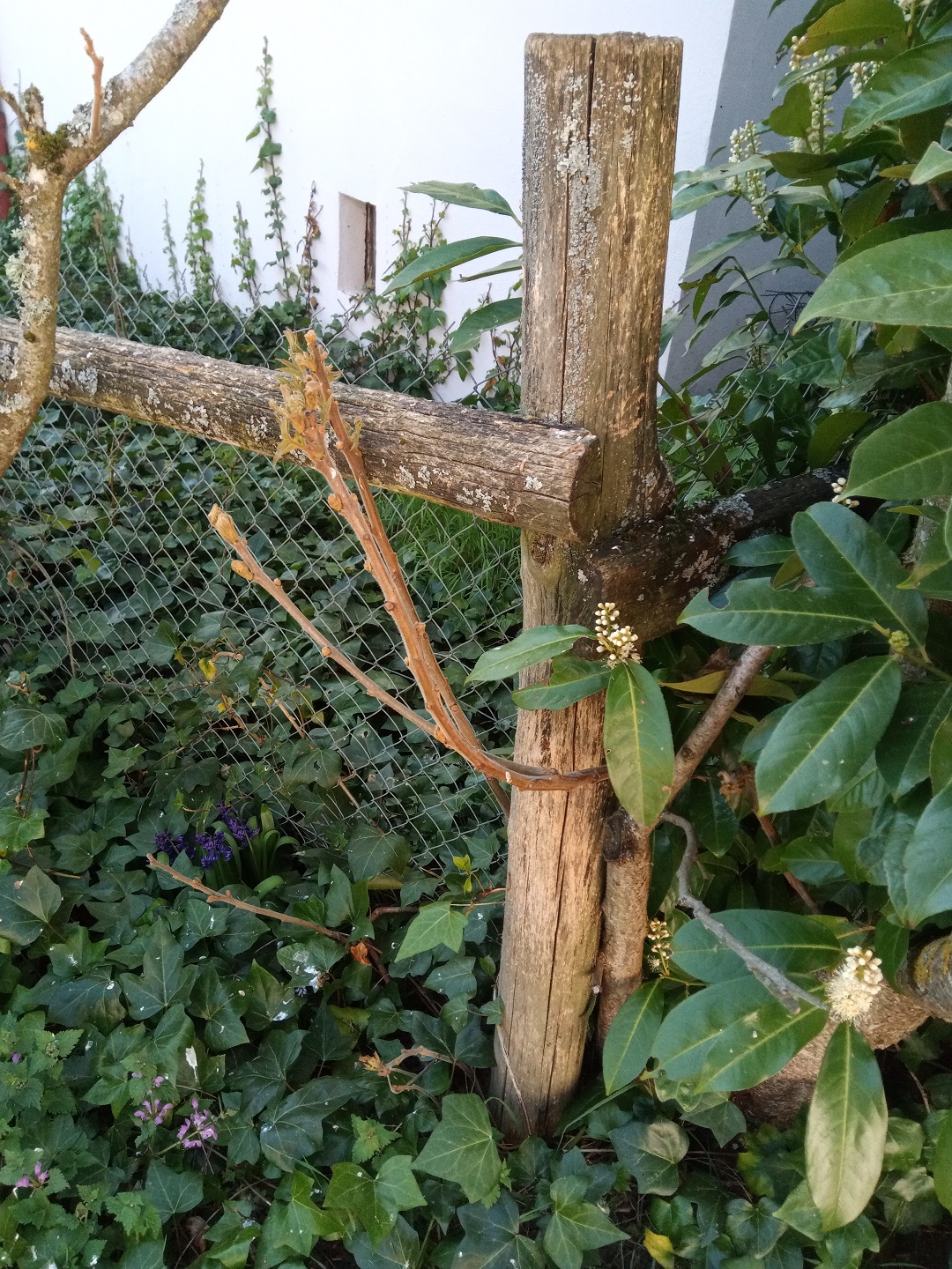 Annexe IMG_20200409_154607.pt.jpg