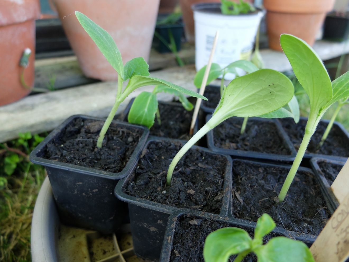 Annexe Courgettes qui penchent.JPG