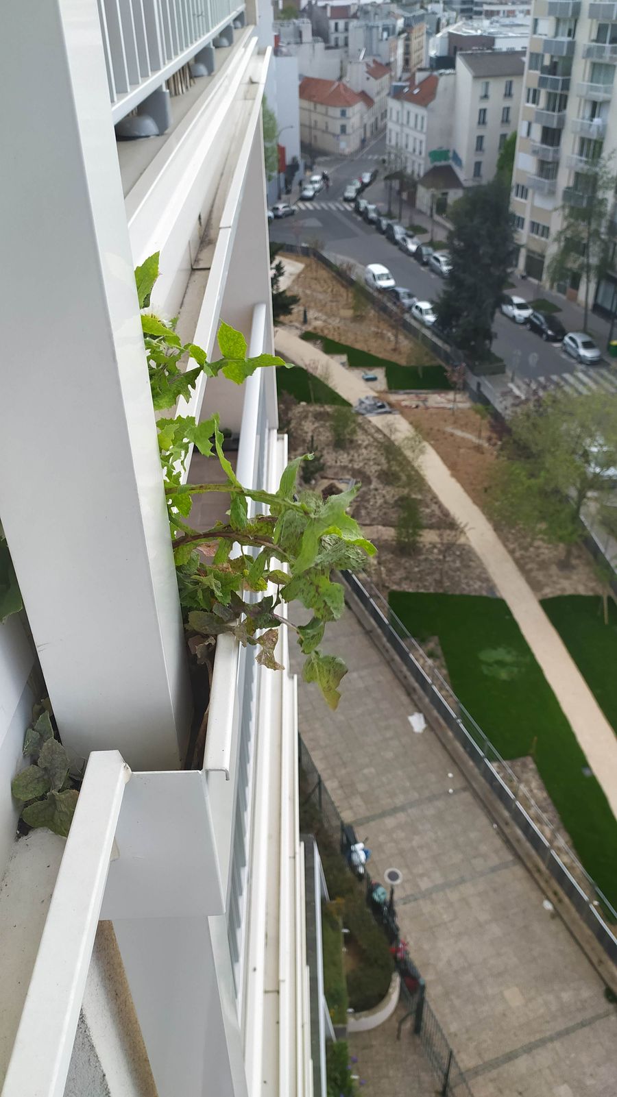 Annexe SonchusOleraceus (1).jpg