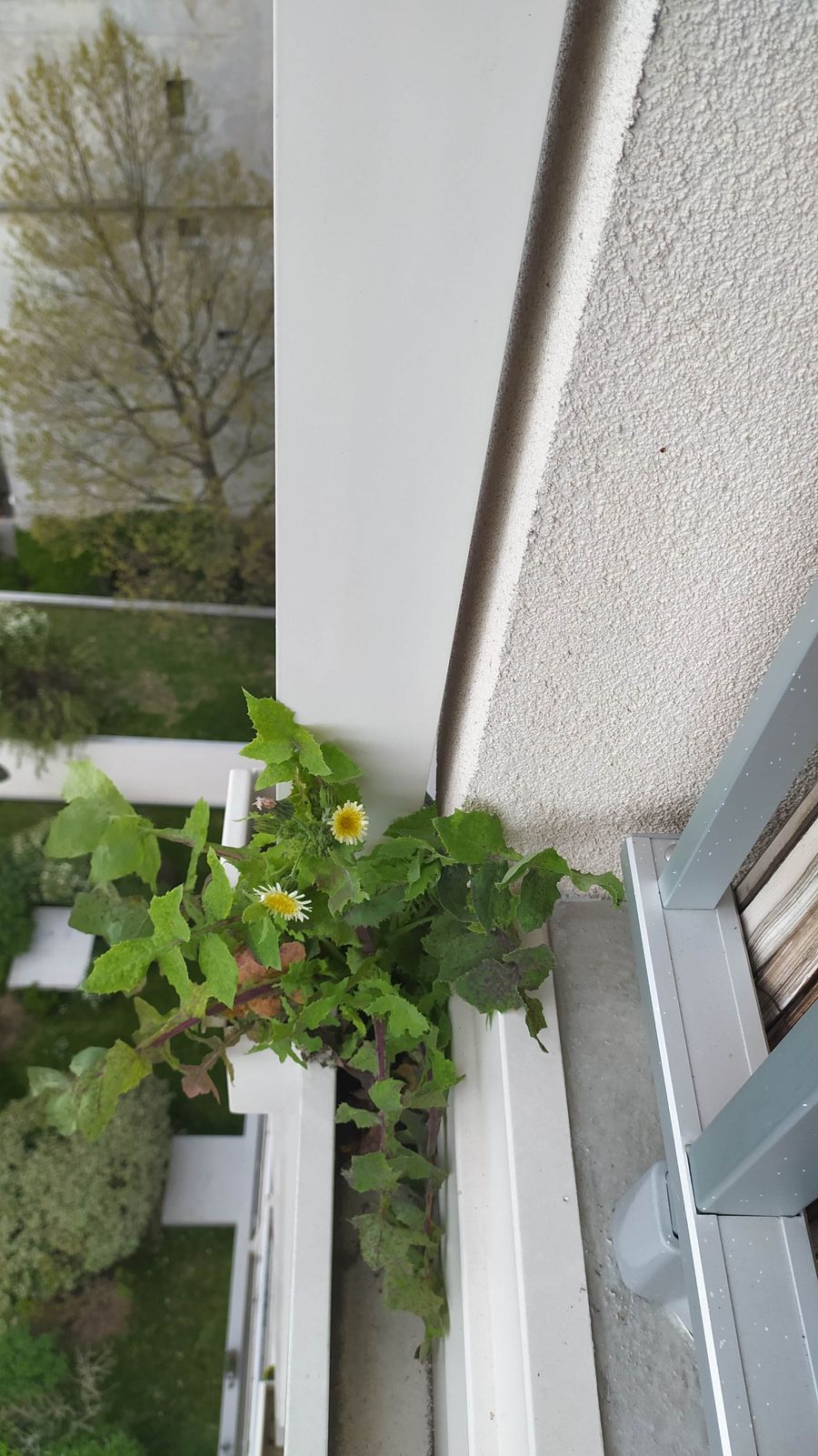 Annexe SonchusOleraceus (2).jpg