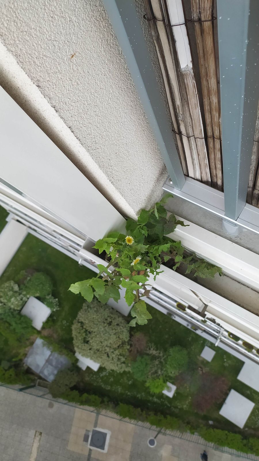 Annexe SonchusOleraceus (3).jpg