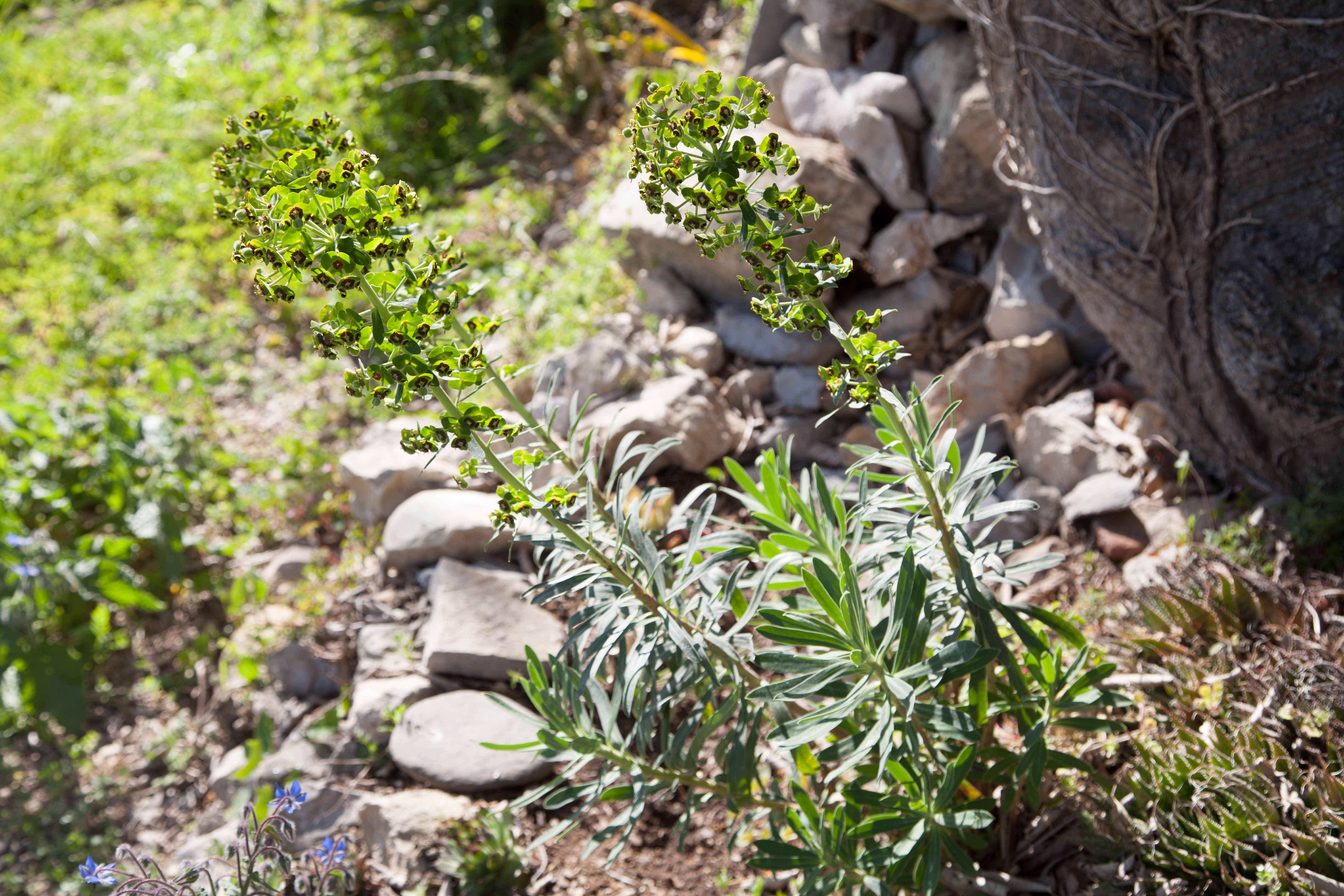 Annexe Euphorbia_characias_IMG_3709.jpg