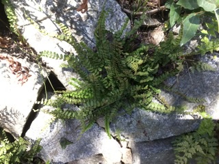 Annexe B9A25AAB-856E-42A8-B05C-CB2BE52408CA.jpeg