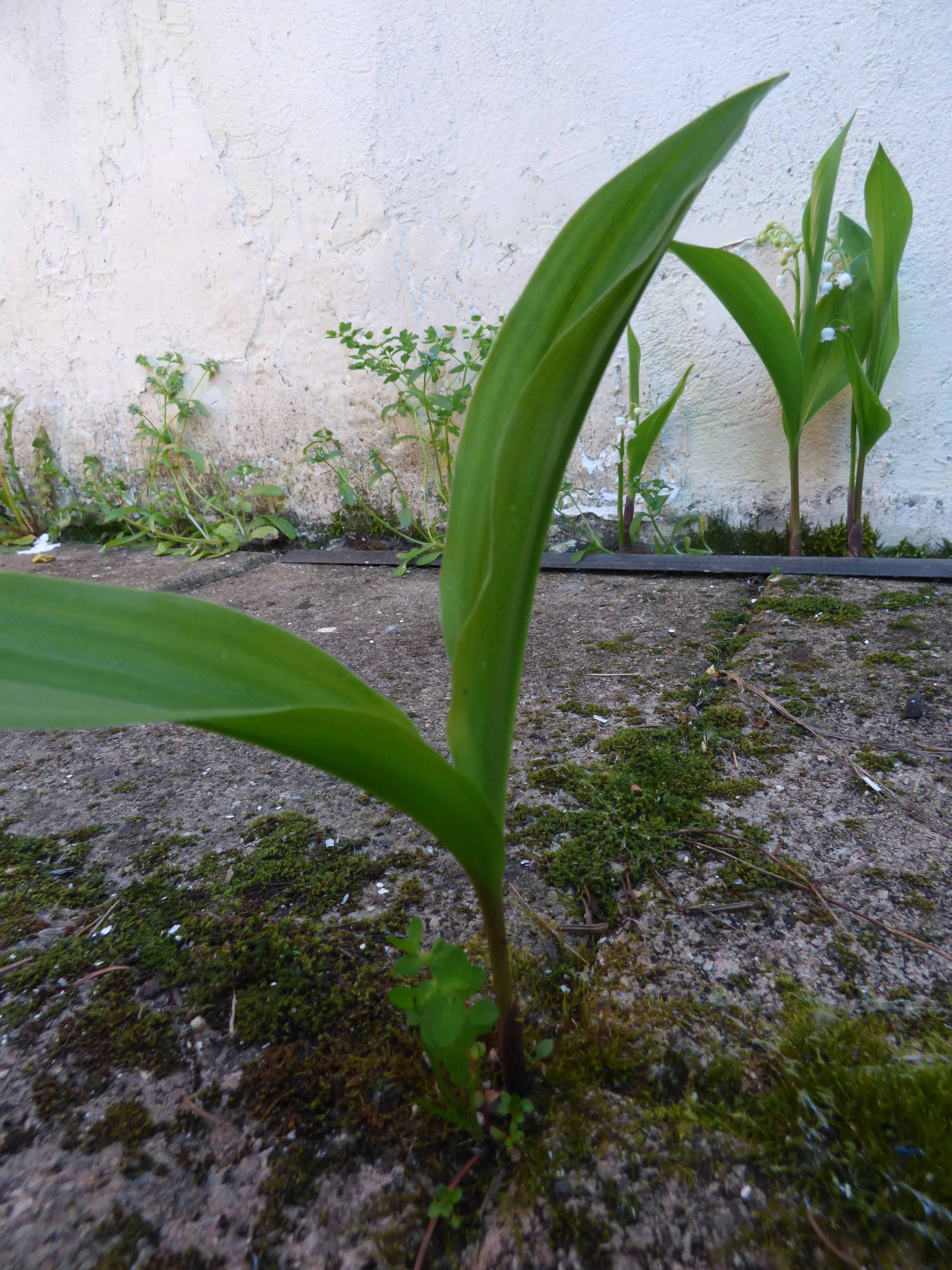 Annexe Activité bizarrerie des plantes-min (1).JPG