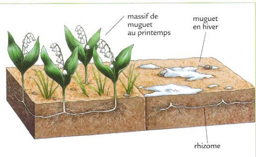 Annexe Activité bizarrerie plante 2.jpg