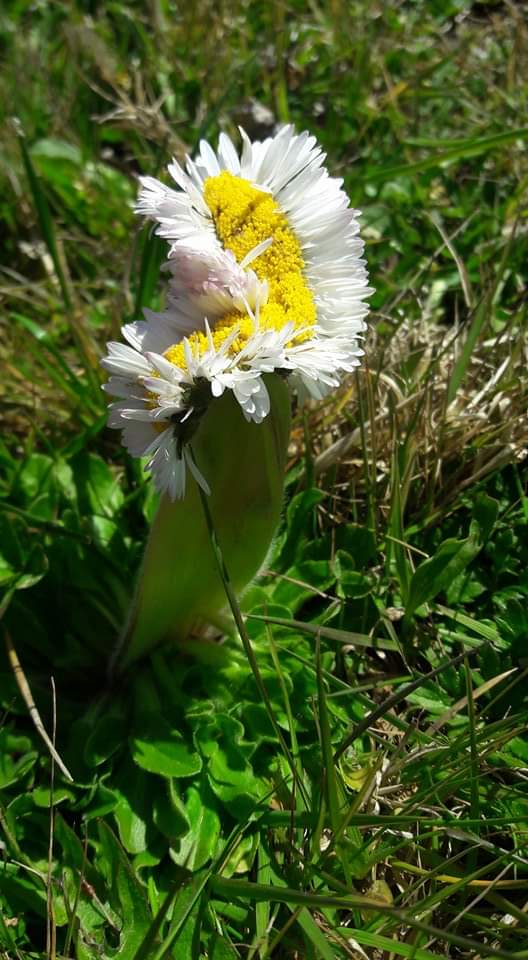 Annexe received_211848420249550.jpeg