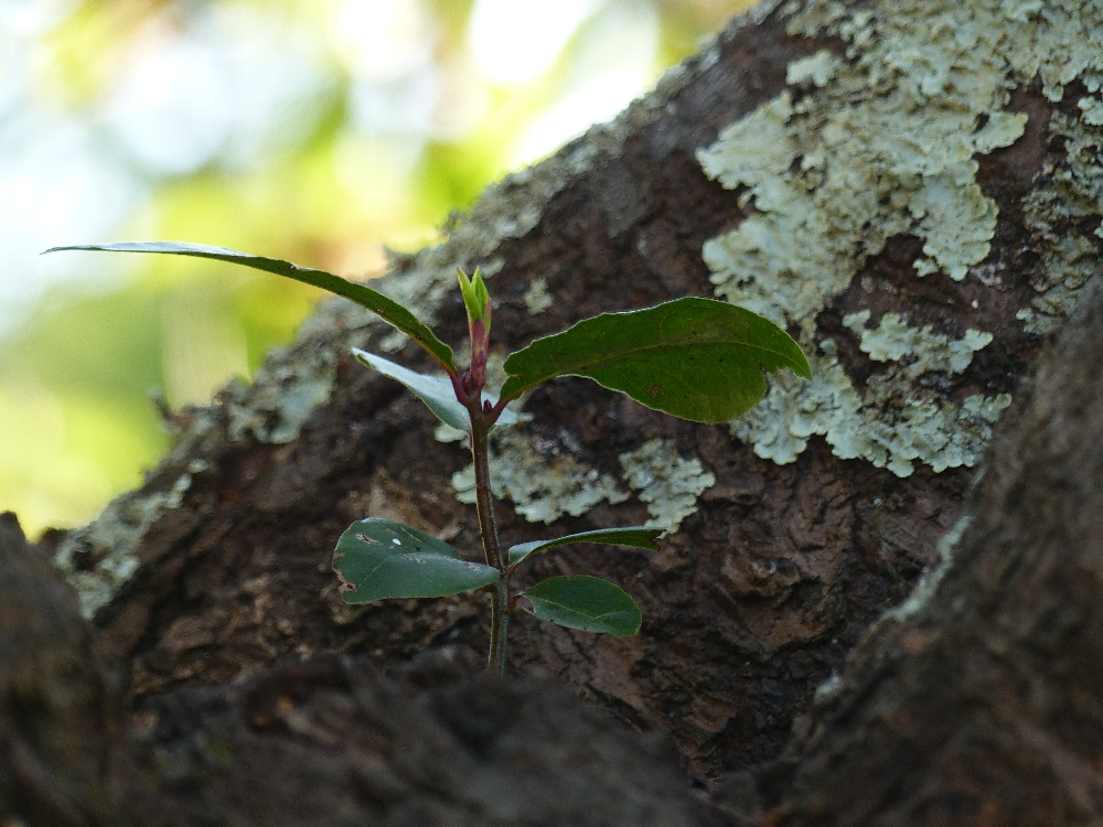 Annexe P1140982r.jpg