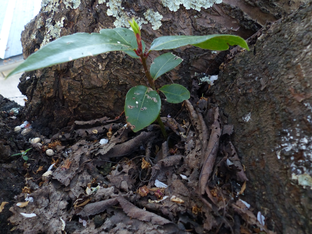 Annexe P1140985r.jpg