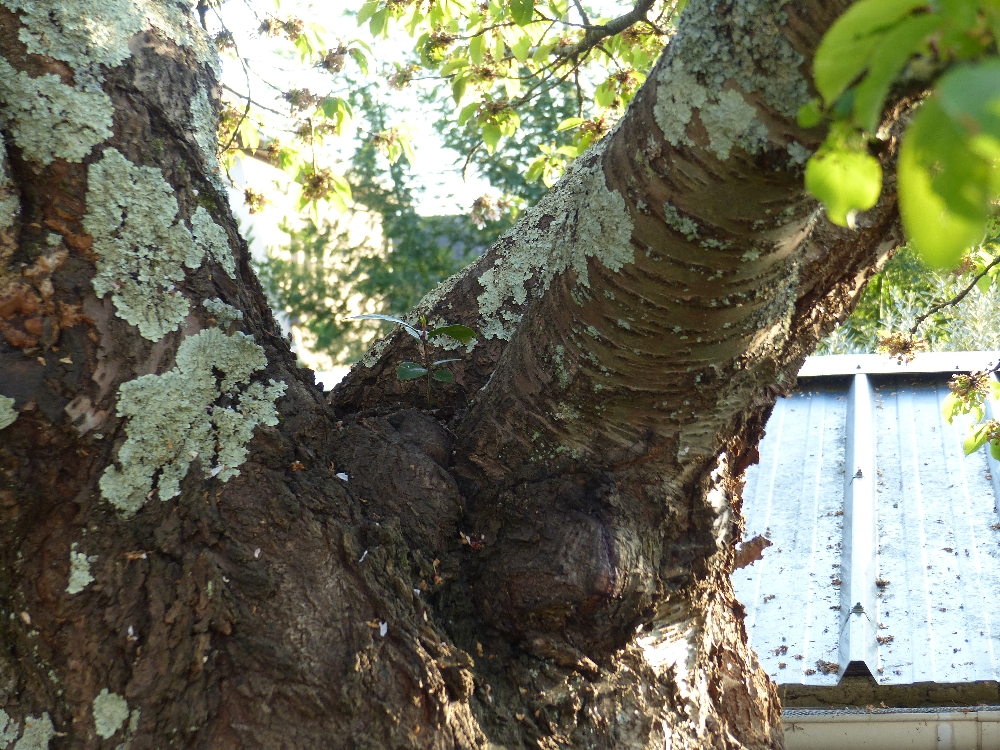 Annexe P1140986r.jpg