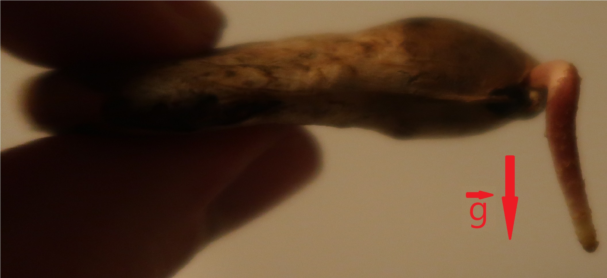 Annexe Photo 2 Semence Manguier.jpg