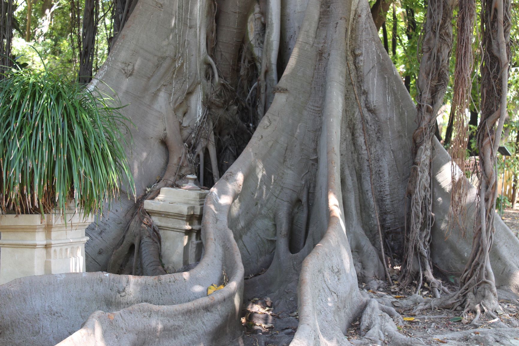 Annexe Ficus citrifolia sicile.JPG
