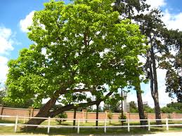 Annexe arbre penché.jpg