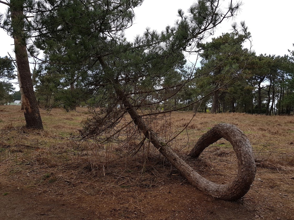 Annexe 20180415_pin asserac.jpg