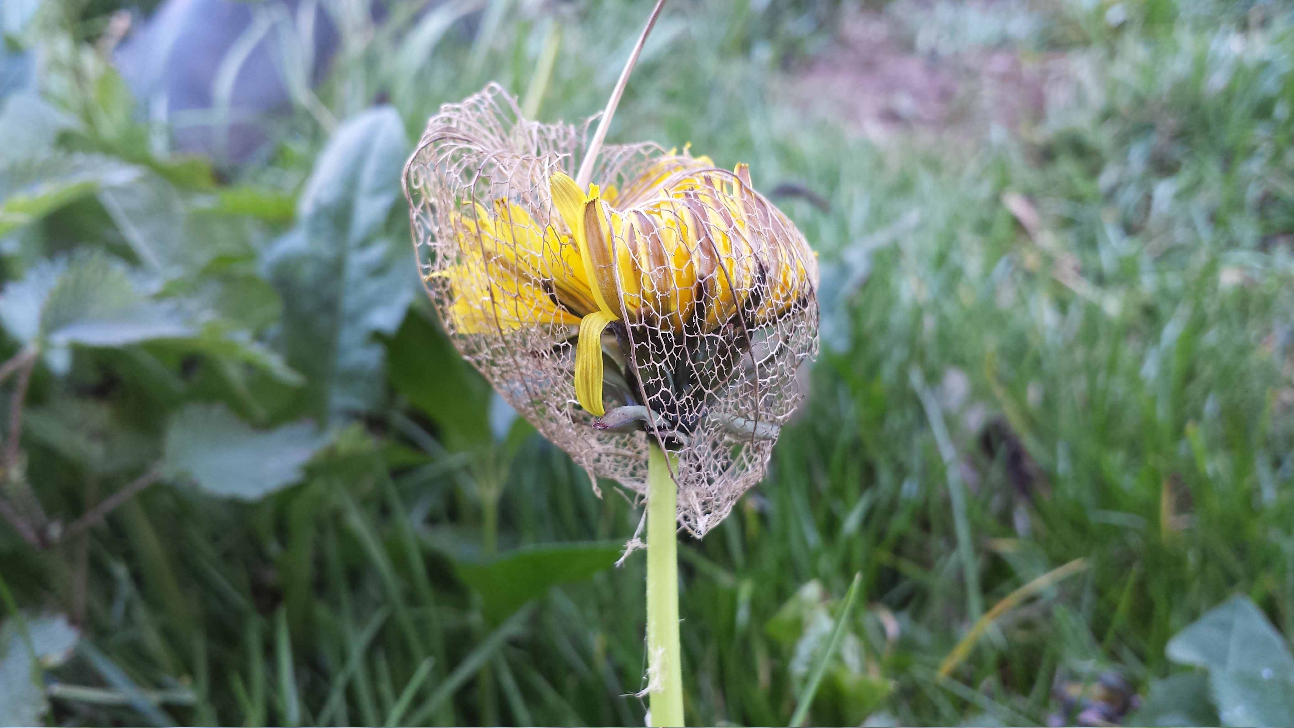 Annexe pissenlit encagé (1).jpg