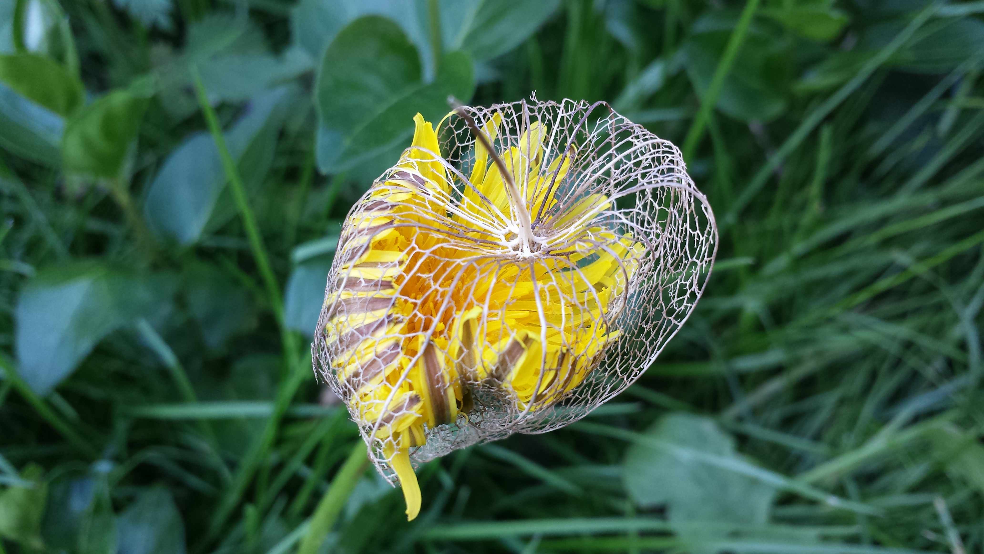 Annexe pissenlit encagé.jpg