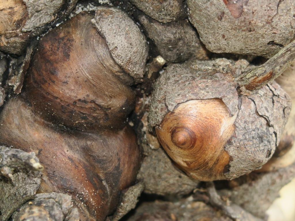 Annexe IMG_7935_compressée.JPG