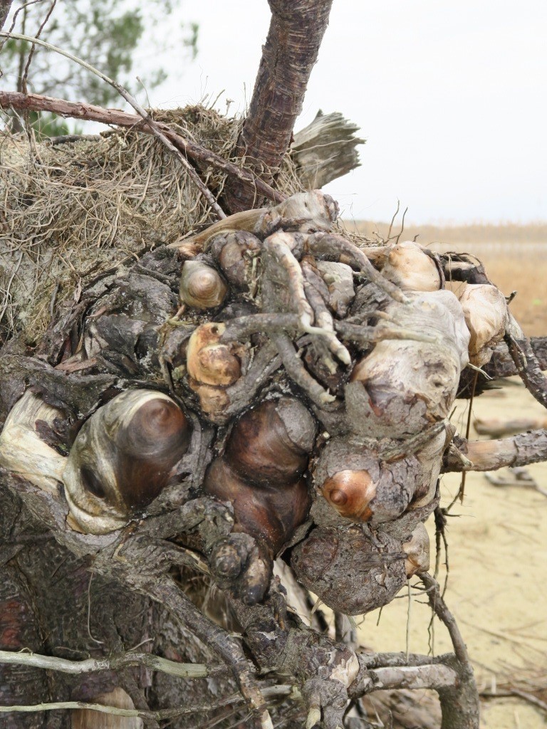 Annexe IMG_7939_compressée.JPG