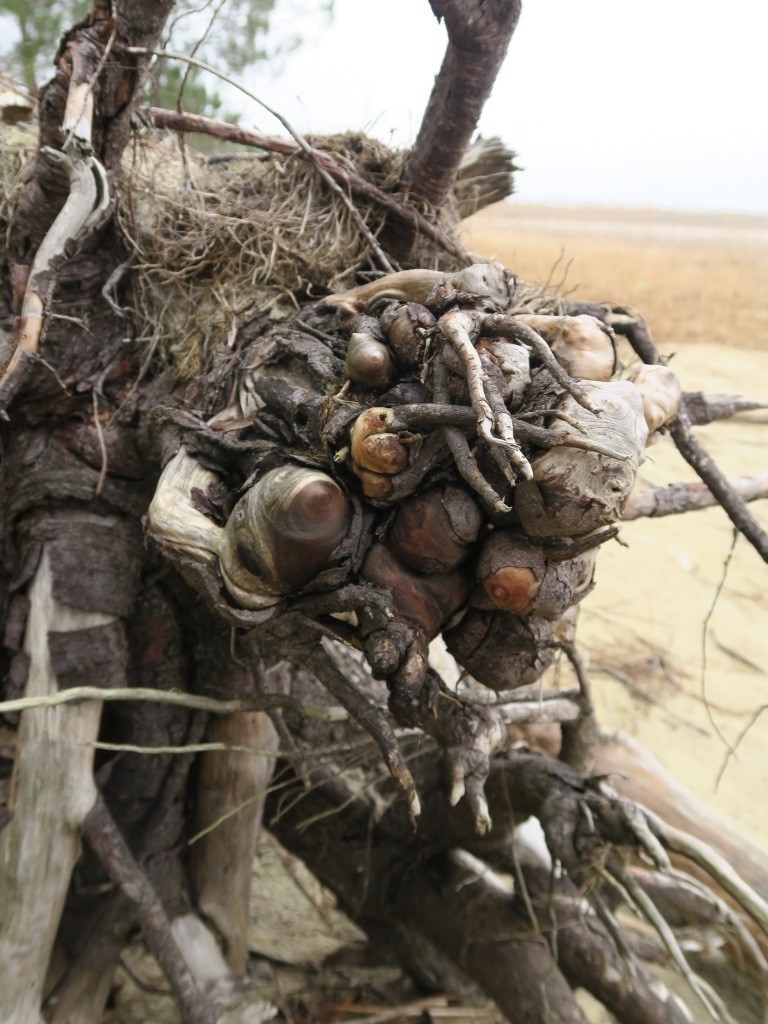 Annexe IMG_7940_compressée.JPG