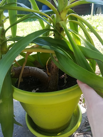 Annexe 92633269_527171274897411_4806980431939371008_n.jpg