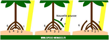 Annexe arbre qui marche.jpg