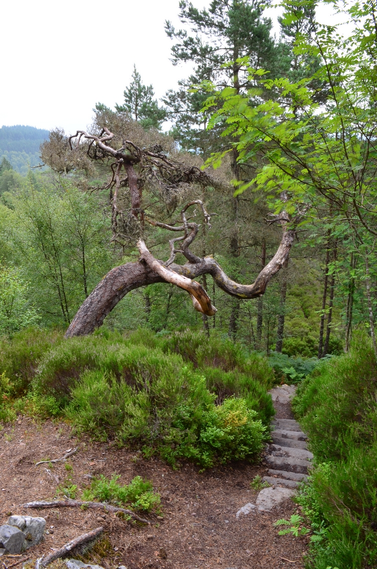 Annexe DSC_0691 Glen Affric - Copie.JPG