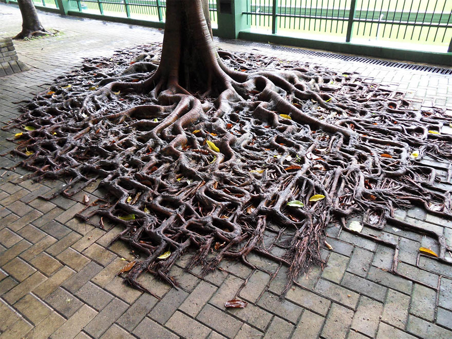 Annexe tree-roots-concrete-pavement-1.jpg