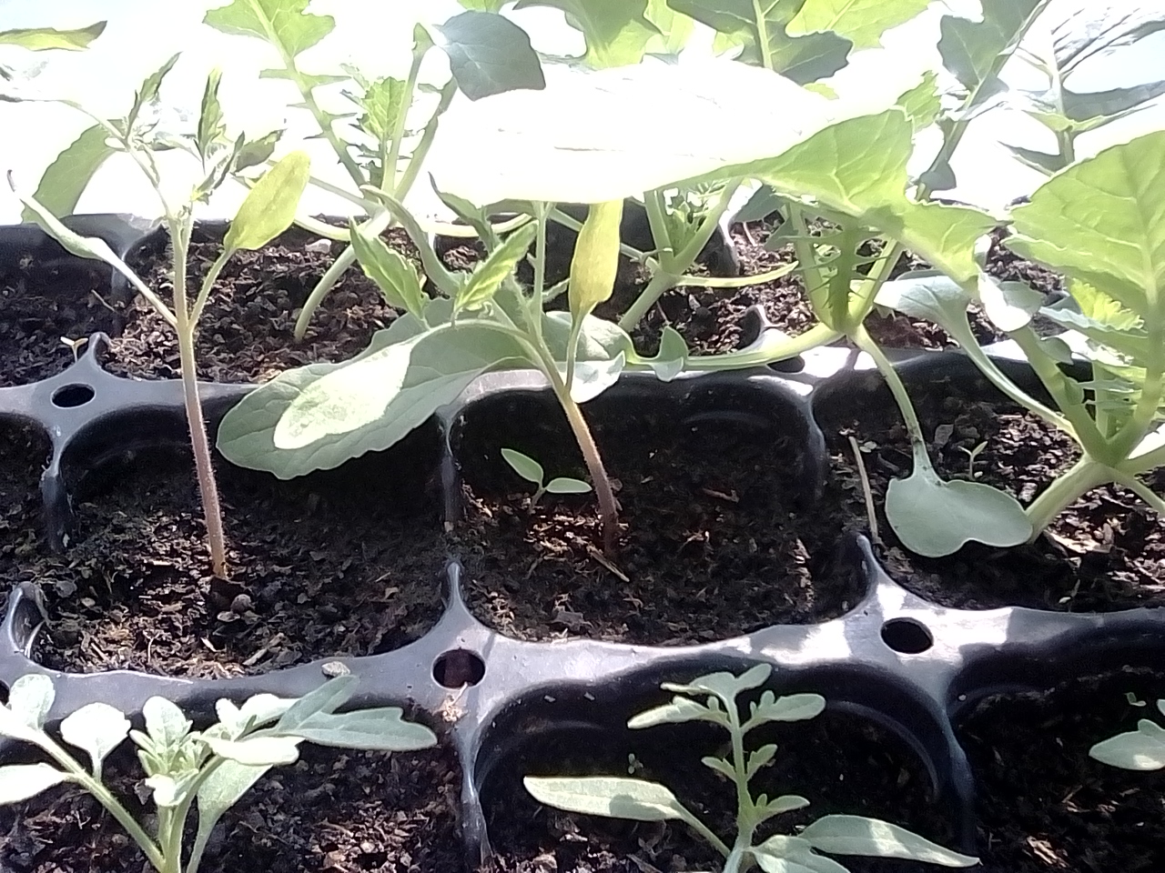 Annexe tomate sous radis.jpg