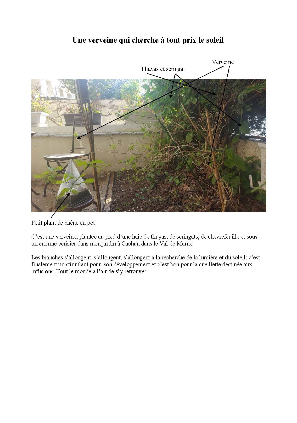 Annexe Une verveine qui cherche à tout prix le soleil.jpg